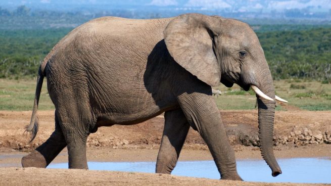 Álgebra Pintura clima La curiosa razón por la que los elefantes tienen las orejas tan grandes