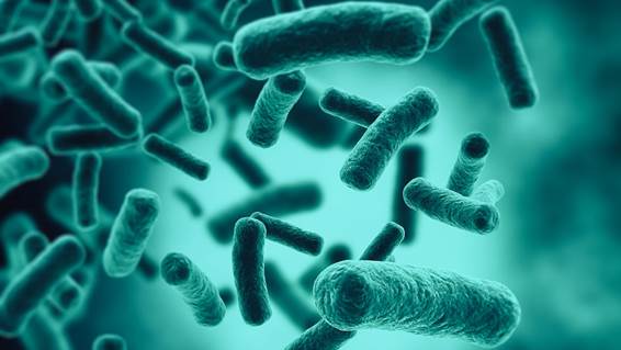 Las bacterias que viven en el intestino forman la microbiota natural de los seres vivos. / Jezper