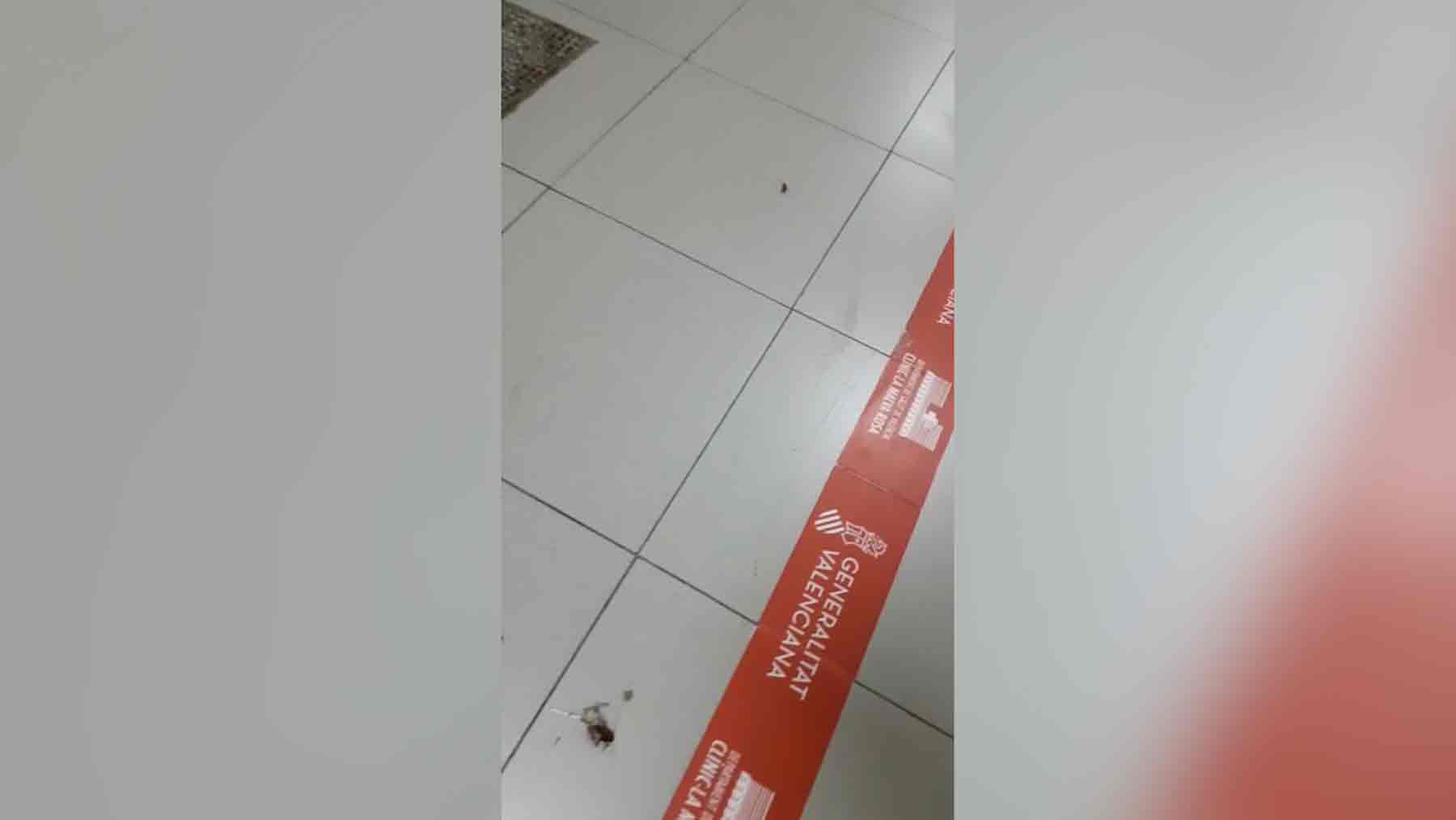 Las cucarachas campana a sus anchas por el Hospital Clínico de Valencia.