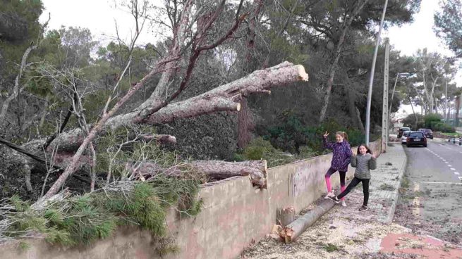 caídas árboles Mallorca