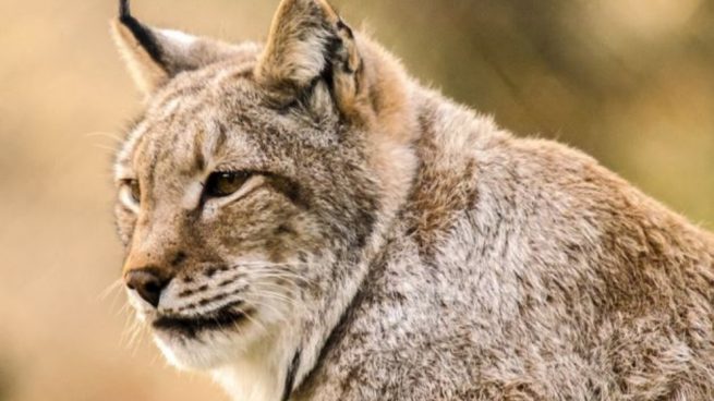 ¿Qué animales están en peligro de extinción en España?