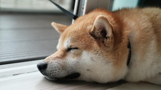 Con qué sueñan los perros cuando duermen