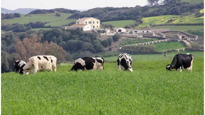 Los ganaderos sacrifican vacas para vender la carne en vez de ordeñarlas: pierden 0,10 € por litro de leche