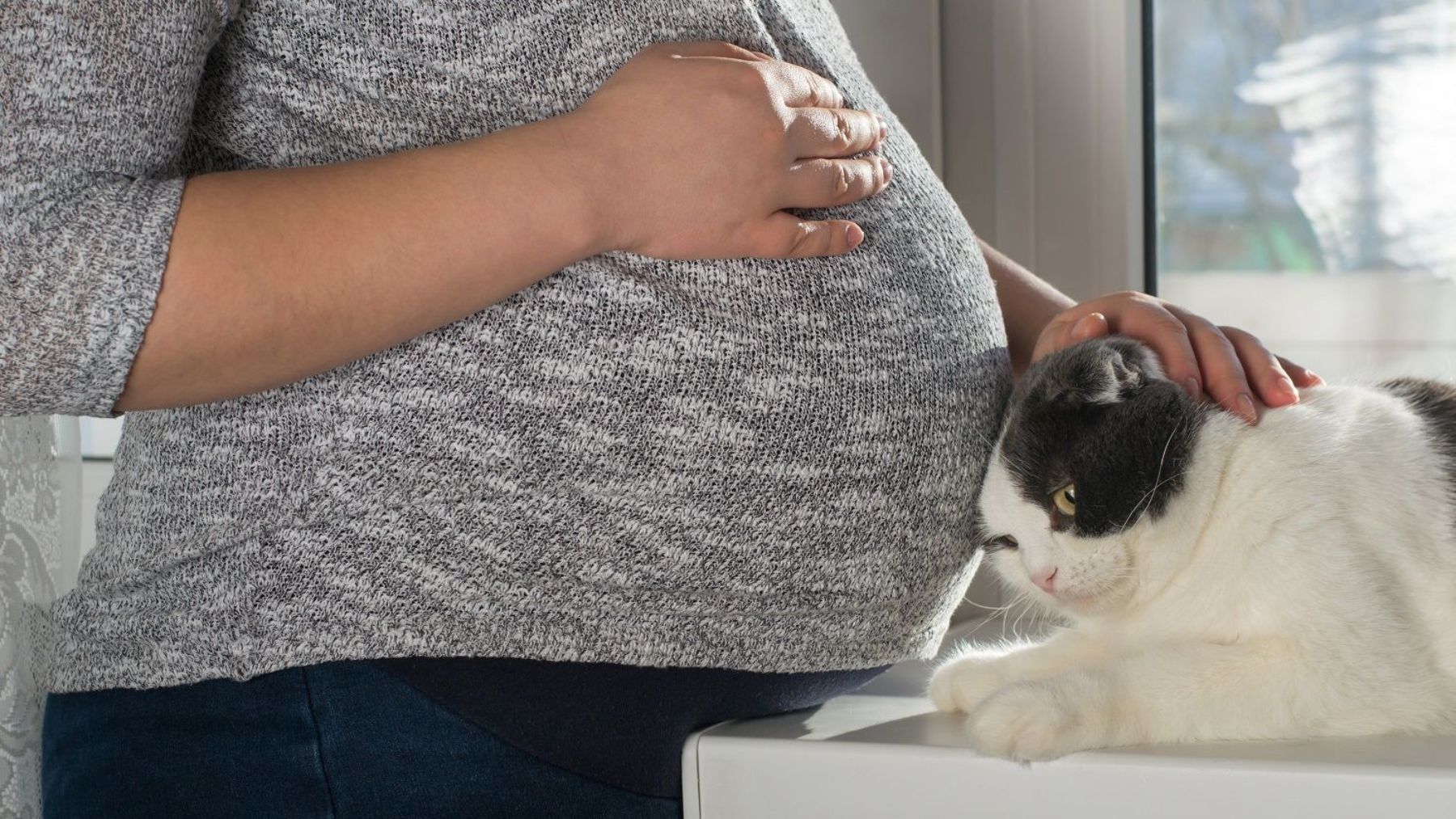 Descubre los mitos sobre los gatos y el embarazo