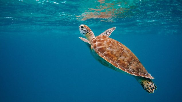 Este es el animal marino más lento del mundo: características