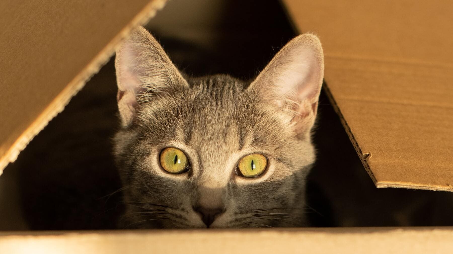 Gatos cajas de cartón