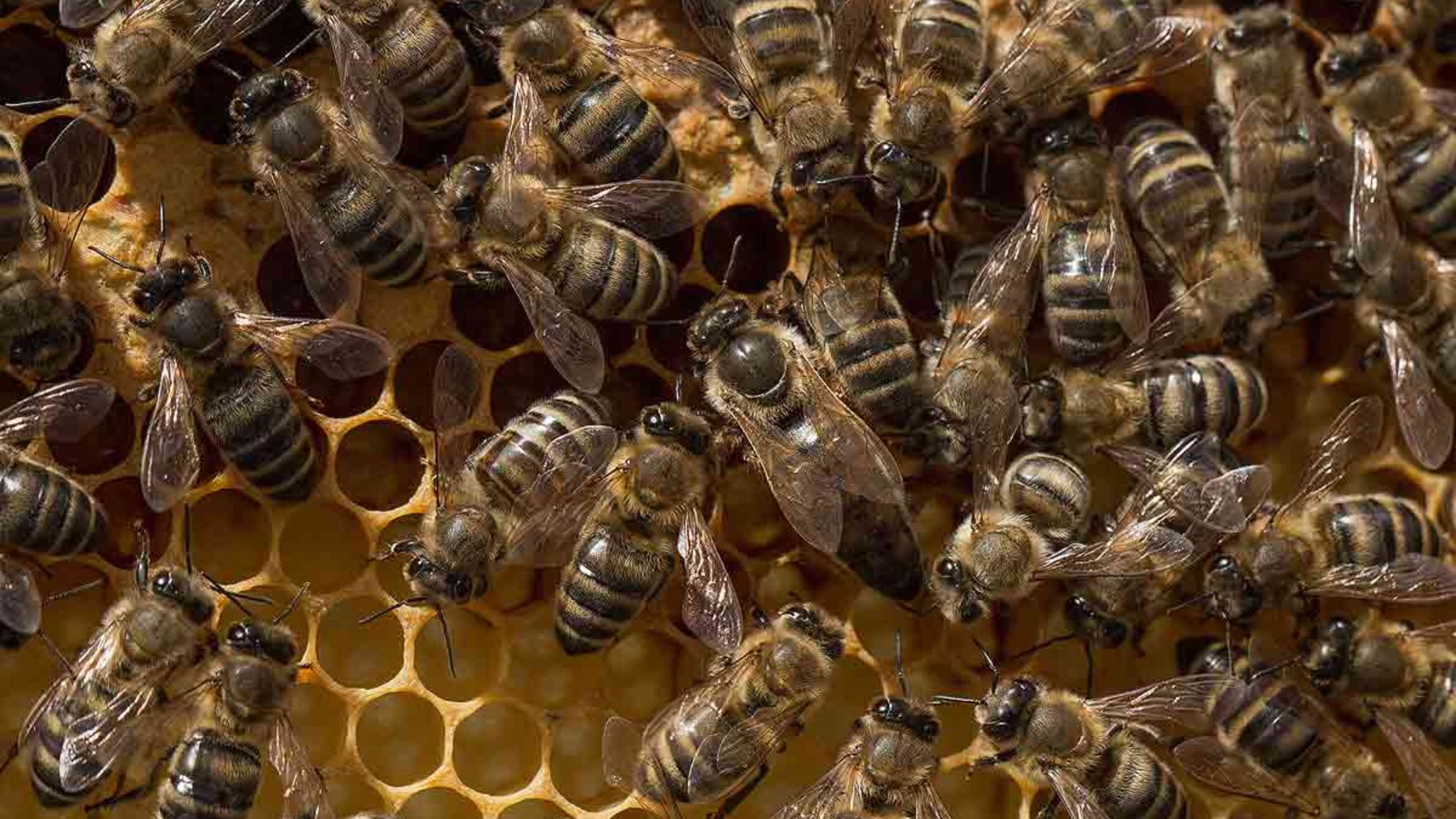 Descubre el porqué las abejas caen si se quedan a oscuras