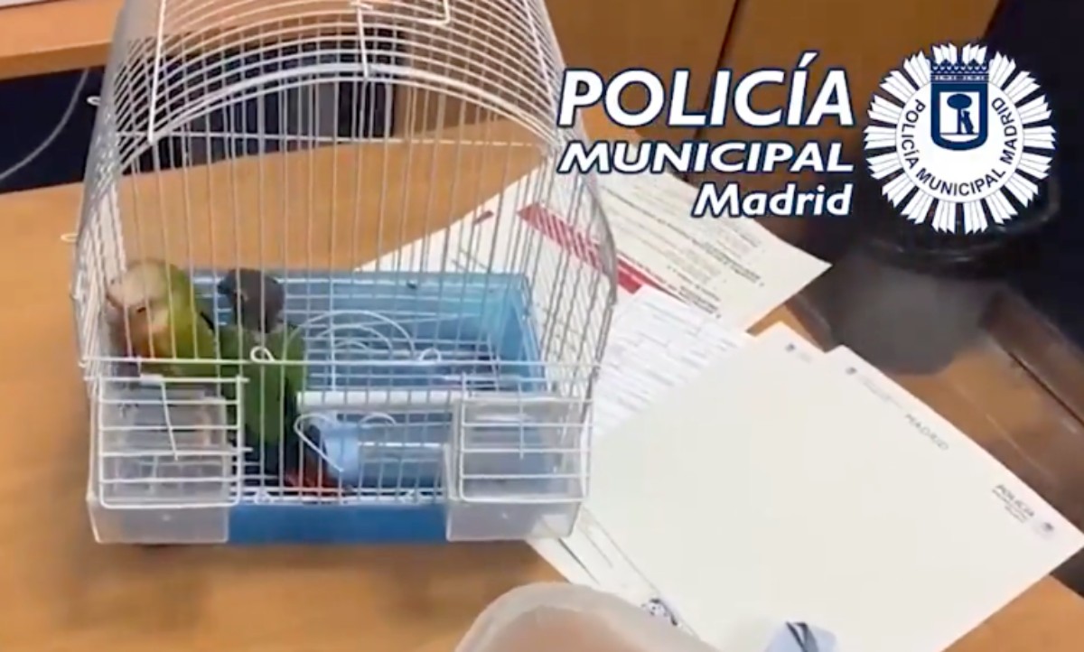 Ver vídeo