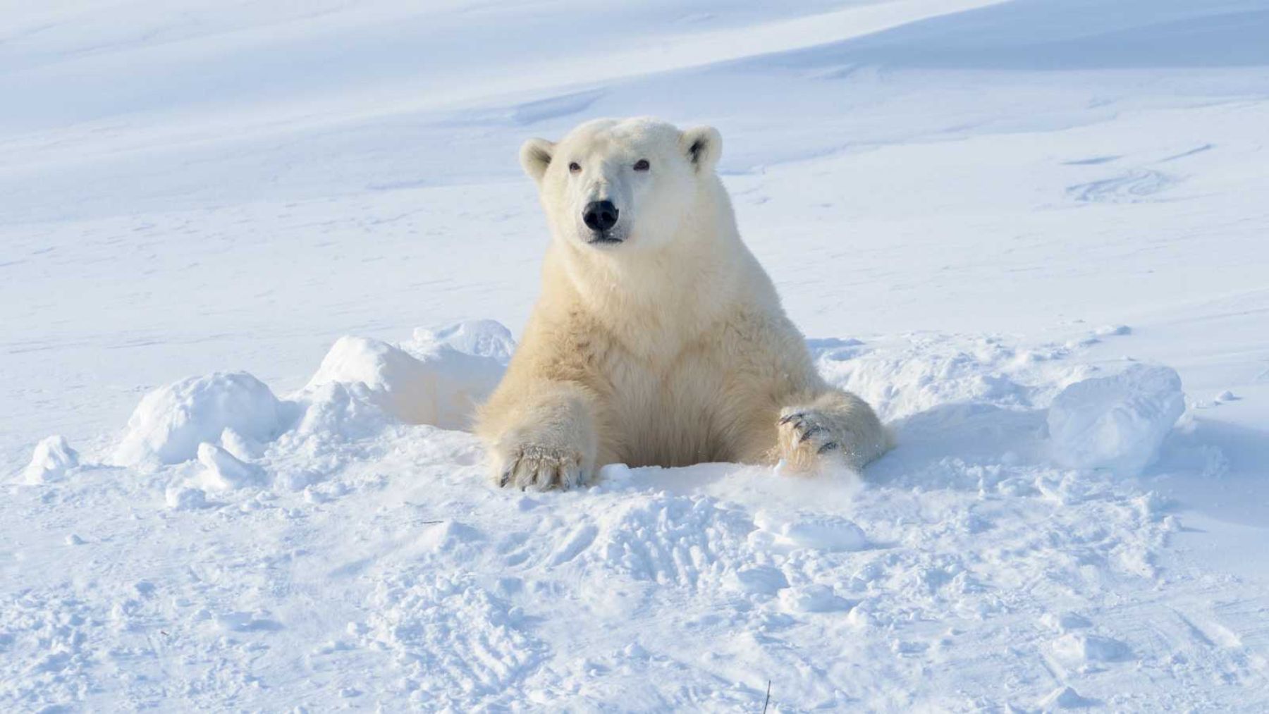 Las consecuencias de llevar osos polares a la Antártida