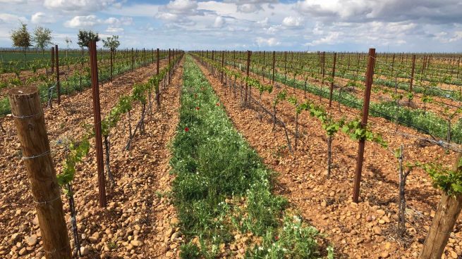 Marqués de Riscal apuesta por el cultivo ecológico, la sostenibilidad y la preservación del viñedo antiguo