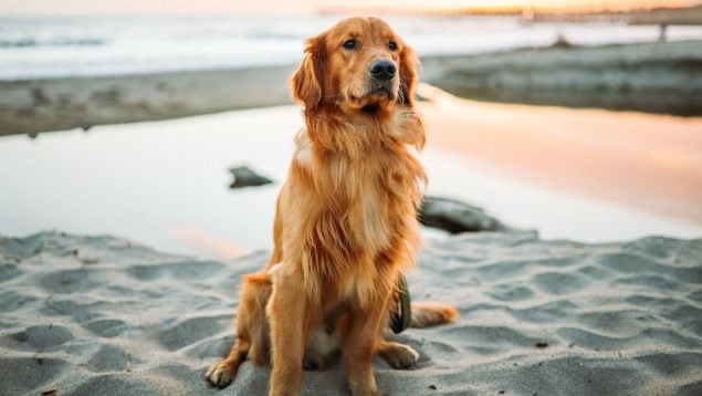 Causas por las que el perro pierde el equilibrio