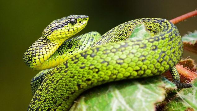 Las 10 mejores frases sobre reptiles
