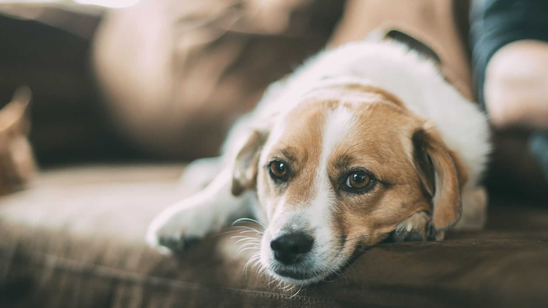 abrazar a tu perro les da ansiedad