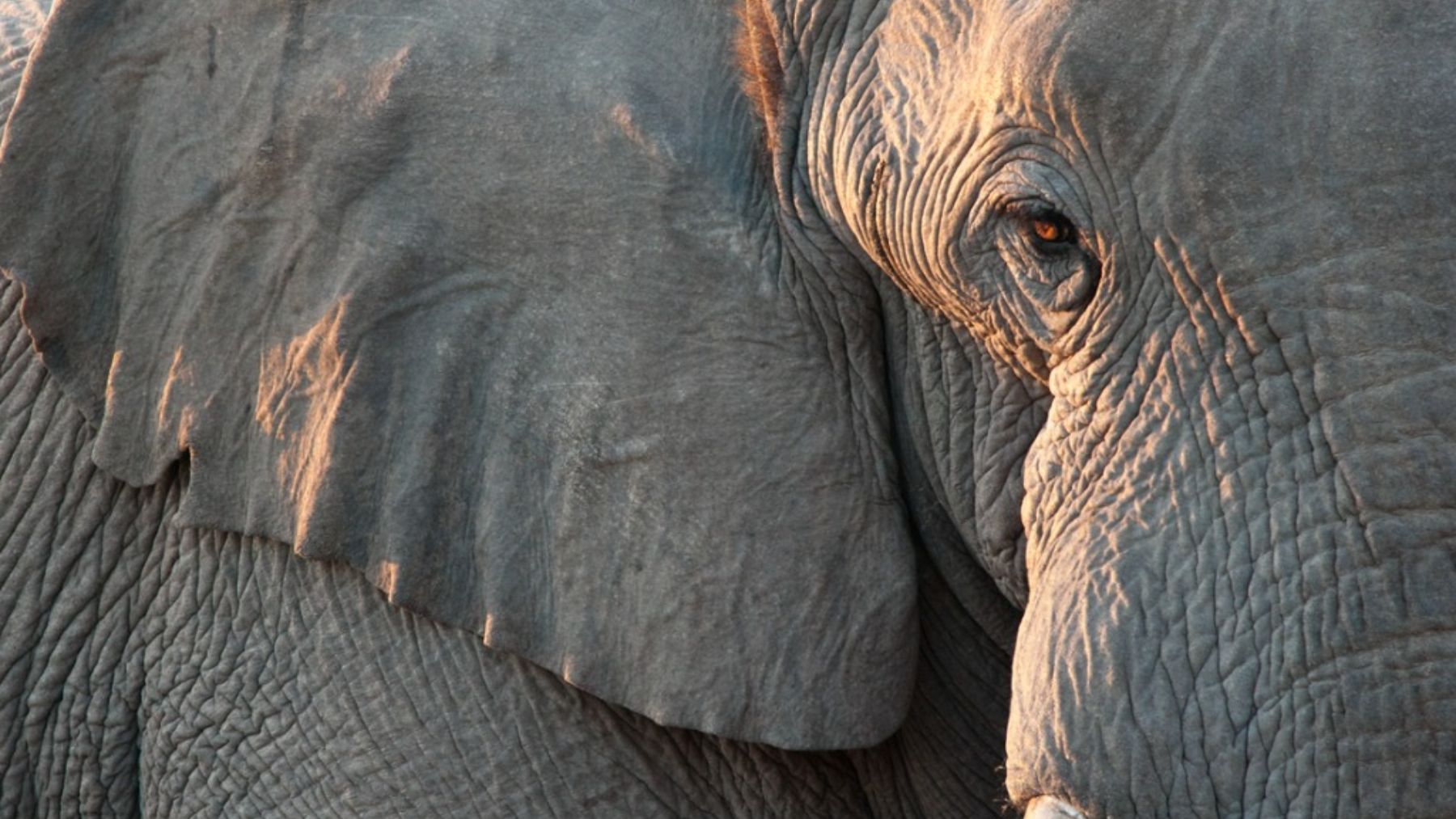Descubre las razones por las que los elefantes odian los drones