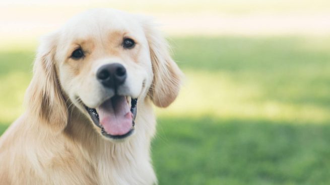 ¿Cuáles son los síntomas de envenenamiento en perros?