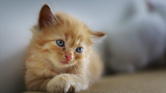 Los 5 olores que más odian los gatos