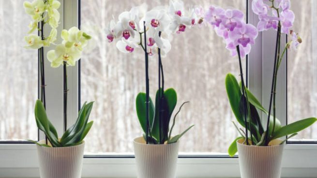 Cómo hacer que las orquídeas florezcan todo el año, incluso en invierno
