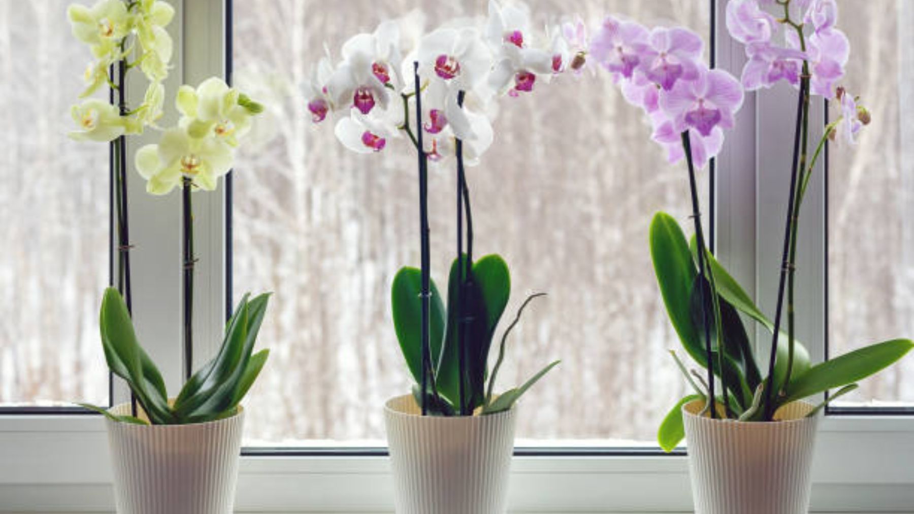 Los trucos para conseguir que las orquídeas florezcan durante todo el año