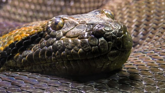 Así es la serpiente más venenosa del mundo