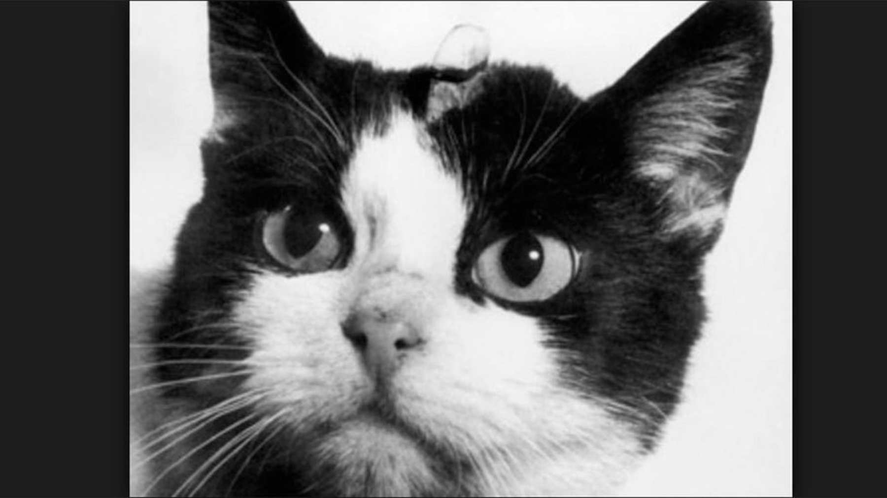 Félicette, el primer gato al espacio