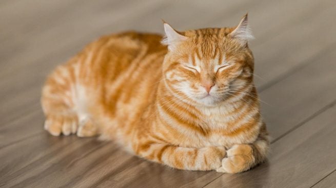 5 rasgos que definen la personalidad de los gatos