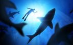 tiburones ataca personas