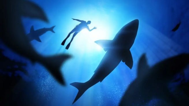 tiburones ataca personas
