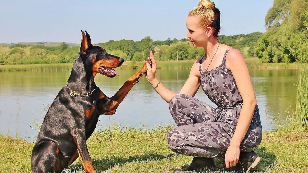 cual es la mejor comida para perros para cachorros doberman