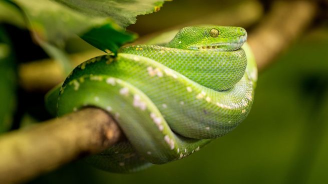 Mejores frases de reptiles