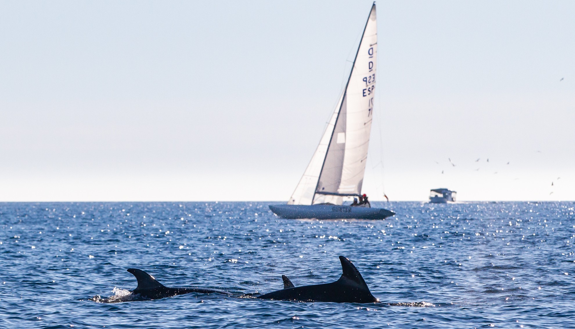 Delfines escoltando la regata, en la jornada de hoy. FOTO: LAURA G.GUERRA