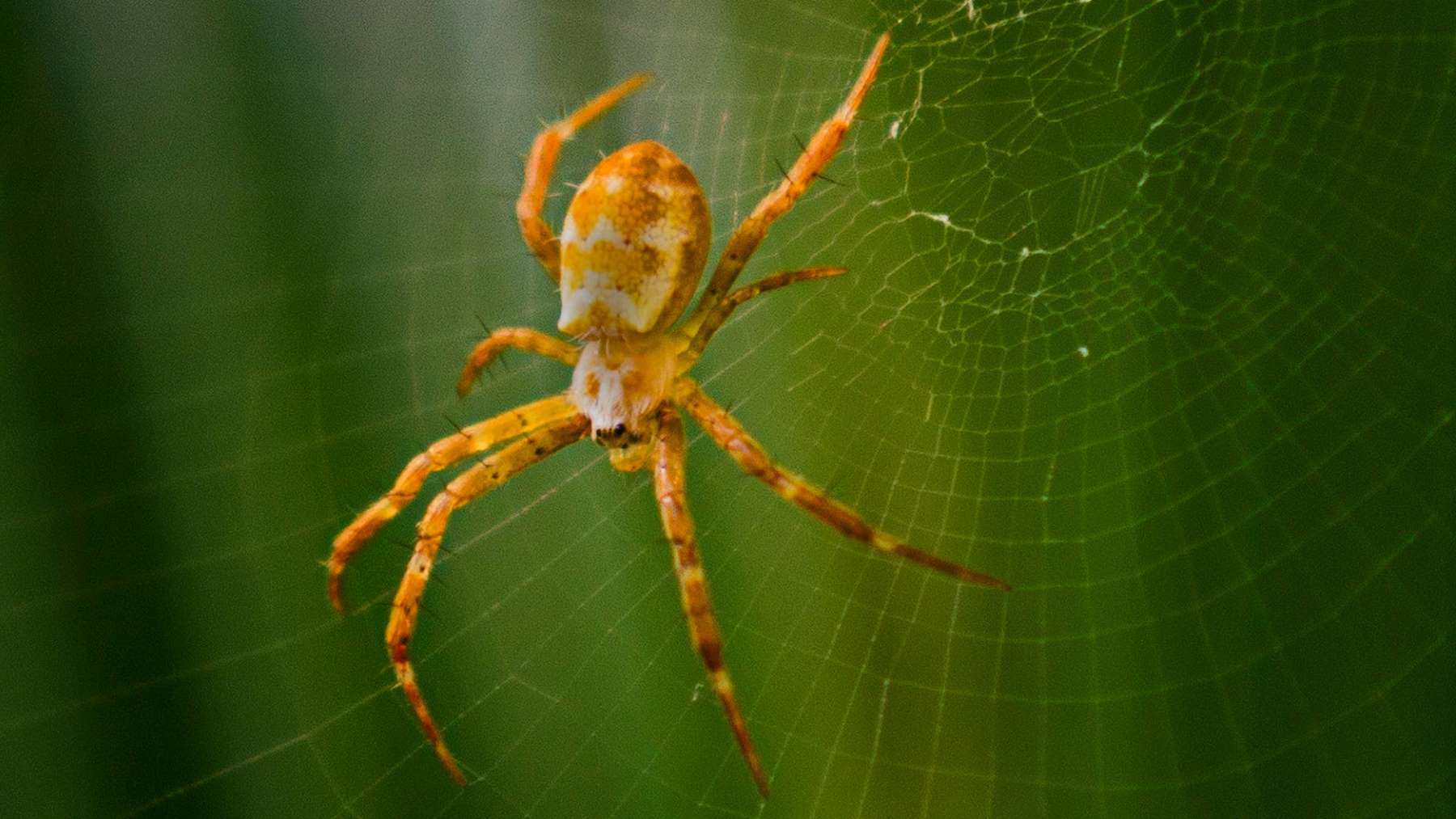 Soñar con arañas: ¿qué significa?