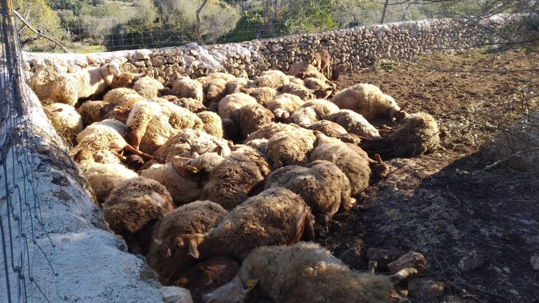 Algunas de las ovejas muertas en una finca de Llucmajor.