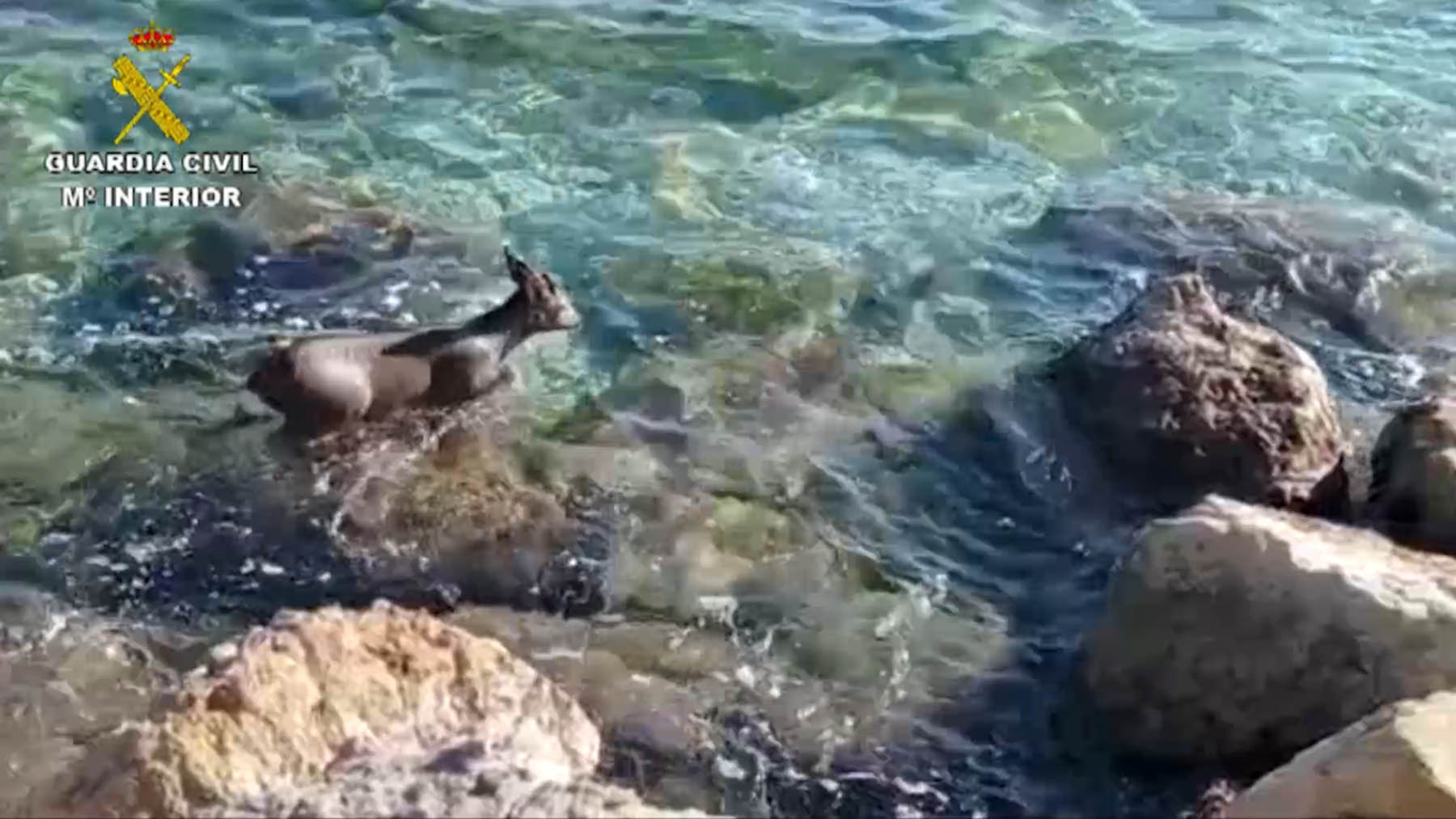 El corzo, en aguas de la playa de Cap Blanc, en Altea.
