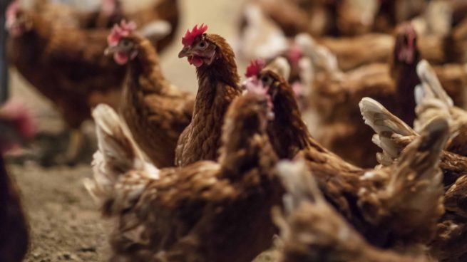Los supermercados alertan: el precio del pollo se disparará un 20% en los próximos días