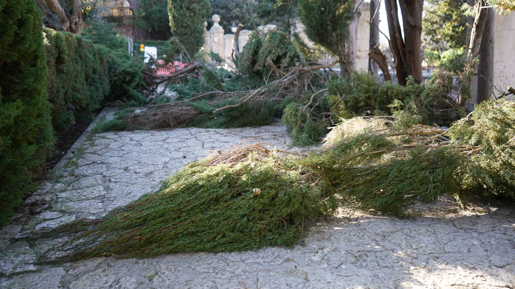 Tala de cipreses en la Cartuja de Valldemossa.