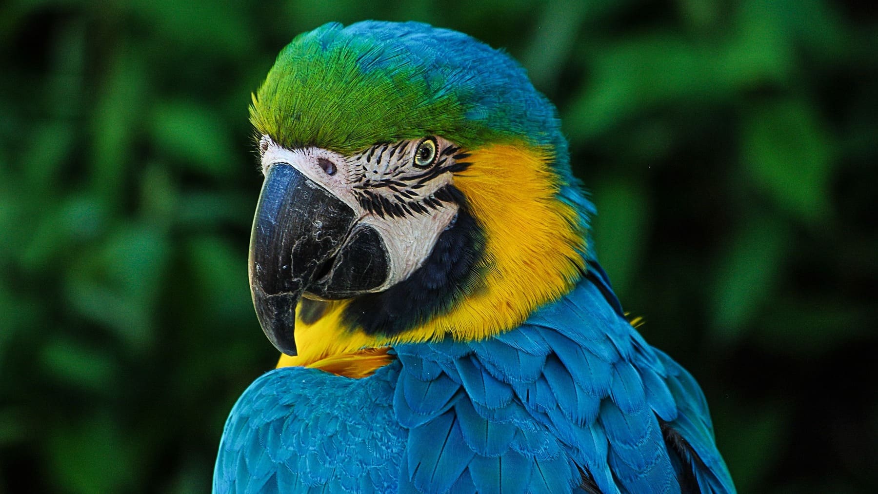 Loro