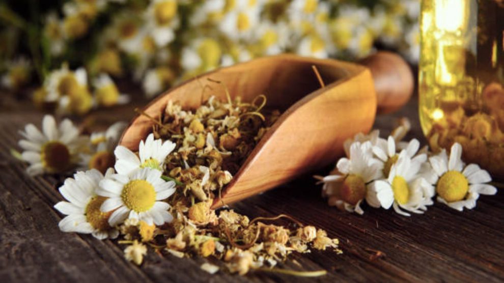 un mano participación un manzanilla flor en contra un borroso natural  fondo, representando el humano conexión con naturaleza y el curación  propiedades de manzanilla. generativo ai 31547870 Foto de stock en Vecteezy