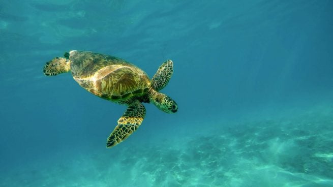 Suri oxígeno temblor Las tortugas más grandes del mundo