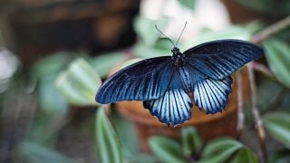 ¿Cuánto vive una mariposa?