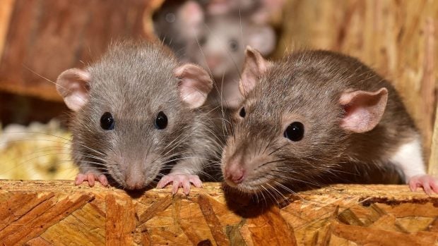 Hantavirus