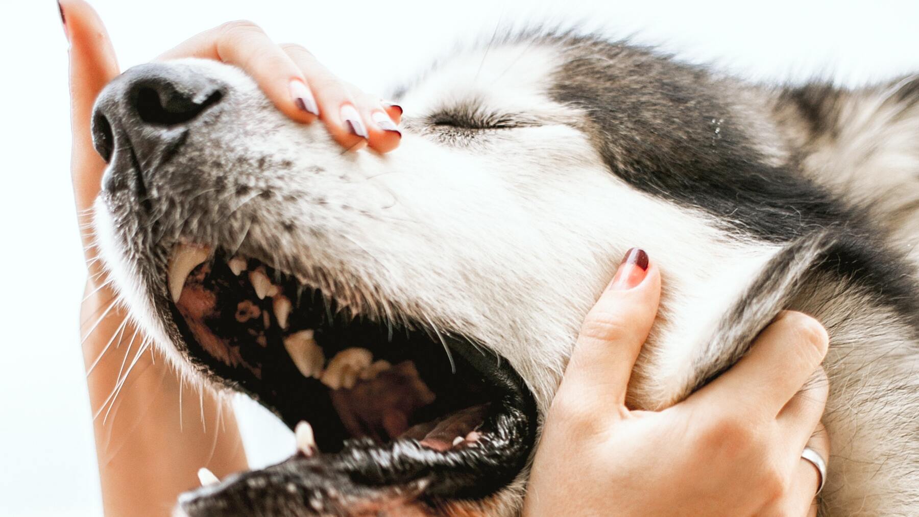 Así puedes calmar al perro cuando está nervioso