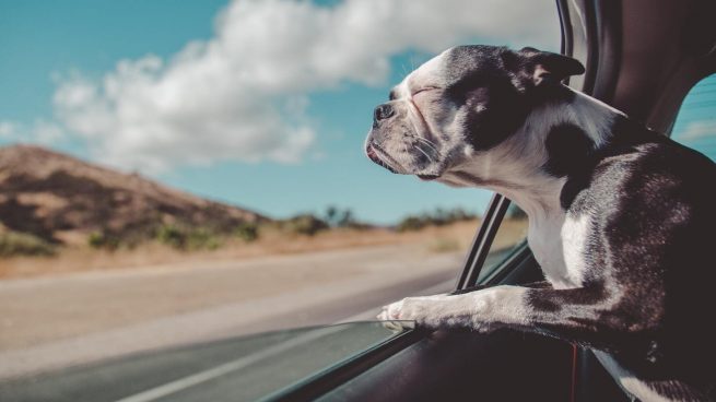 El mejor lugar del coche para que los perros viajen más cómodos