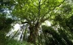 Mientras todo el mundo espera el deshielo, los robles tienen un plan: engañan a sus depredadores retrasando la primavera