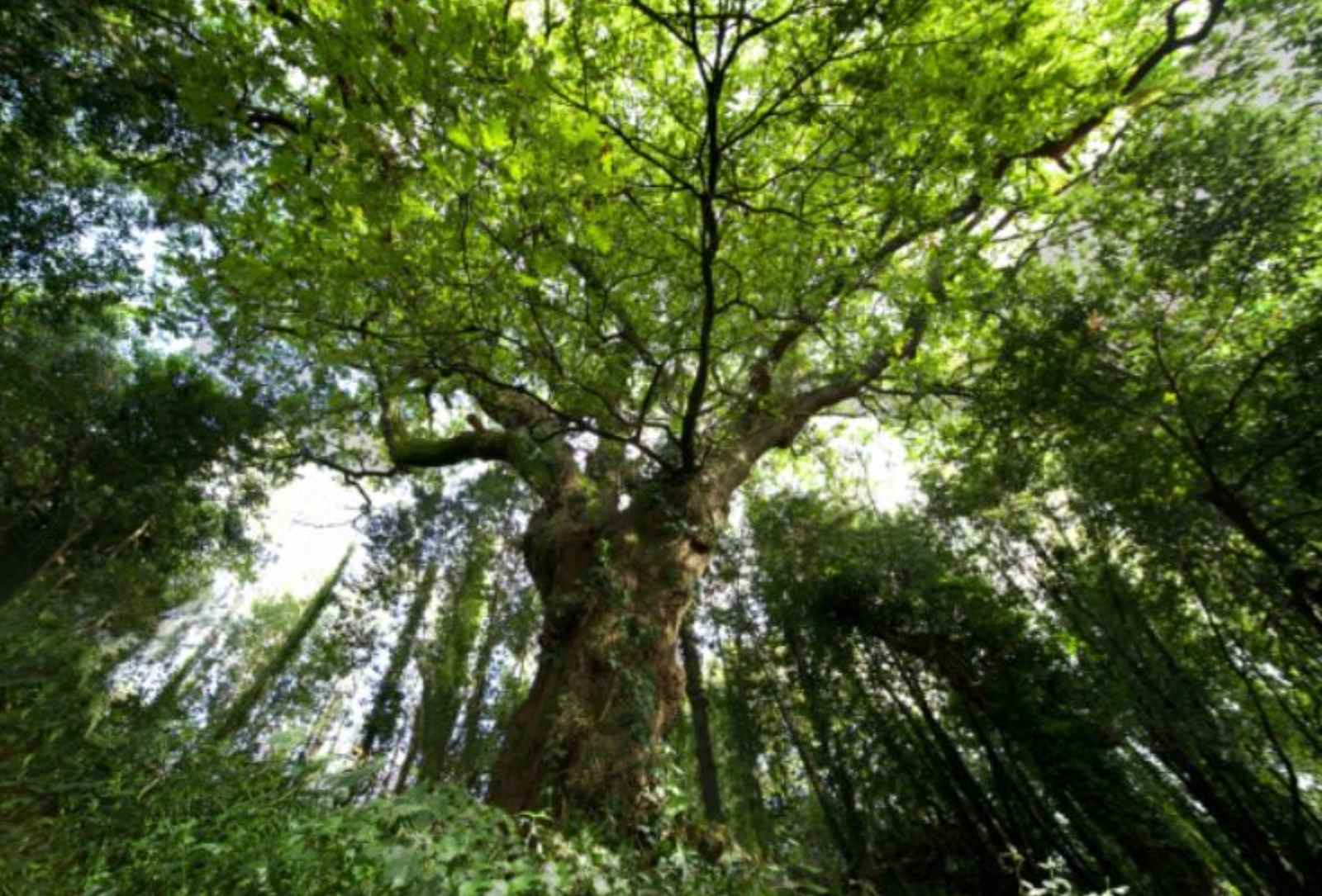 La historia del roble del Bosque del Banquete de Conxo que puede ser mejor árbol europeo 2022