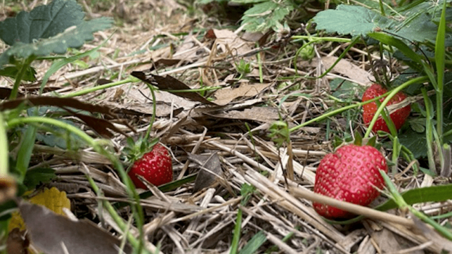 Consiguen la regeneración de suelos en plantaciones intensivas de eucalipto