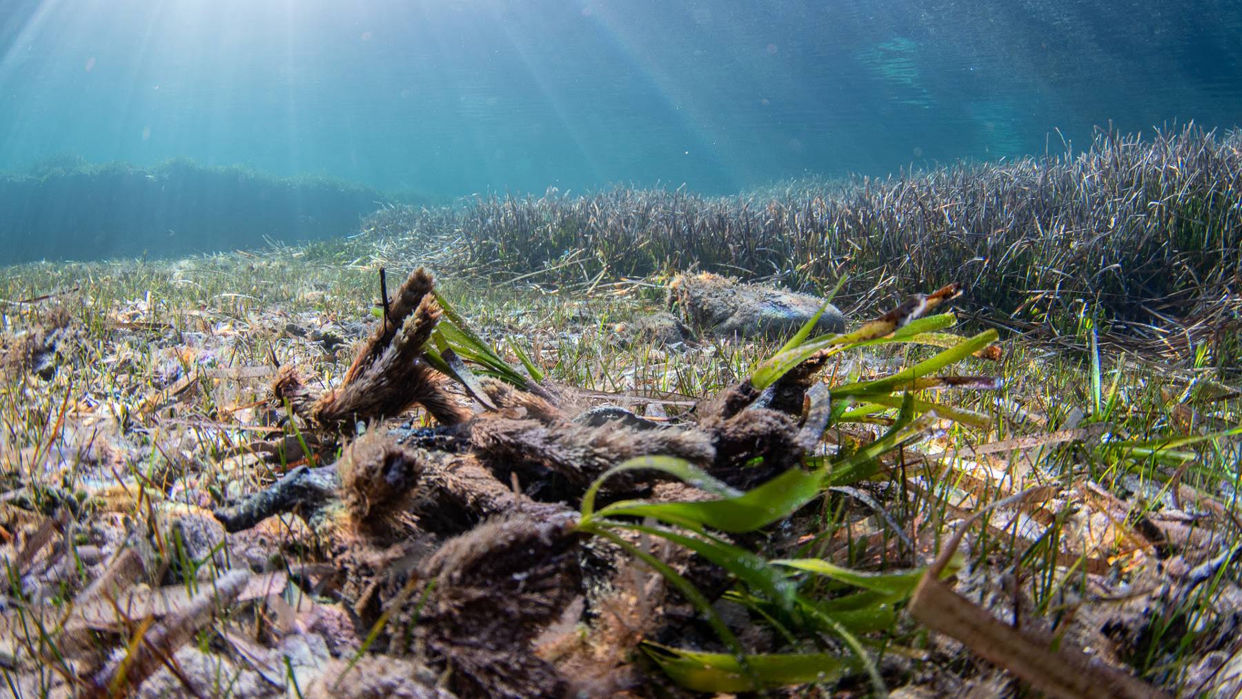 Basura en el fondo de la Bahía de Pollença.