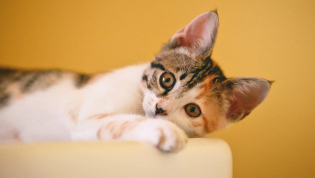 Así puedes averiguar si tu gato es zurdo o diestro: experimento casero