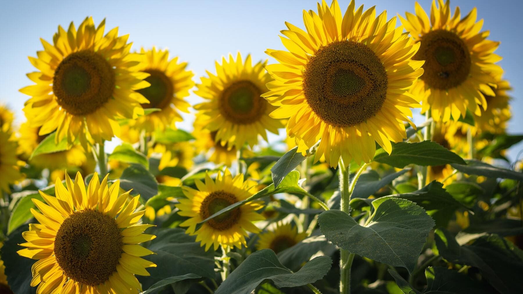 Girasol
