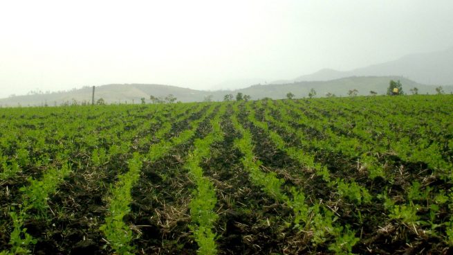 VERDE CLOROFILA, PLÁSTICOS PARA INVERNADERO