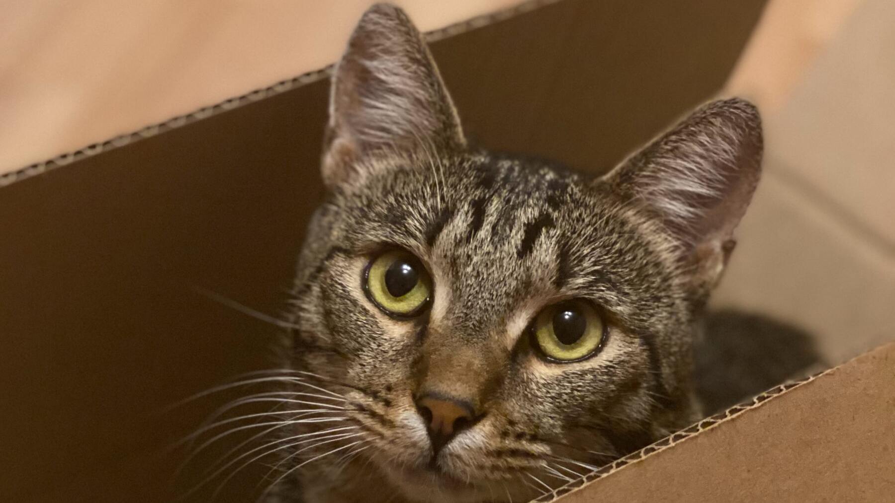 Gato en una caja de cartón